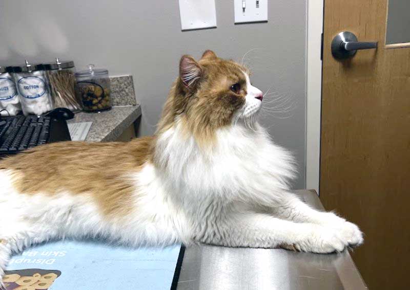 Carousel Slide 4: Cat veterinary exams