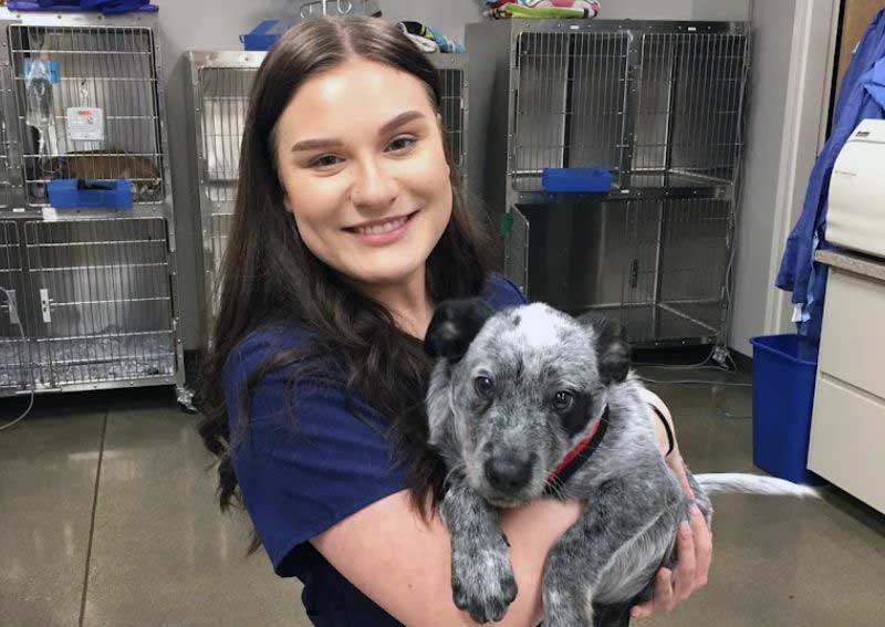 Carousel Slide 3: Dog veterinary care